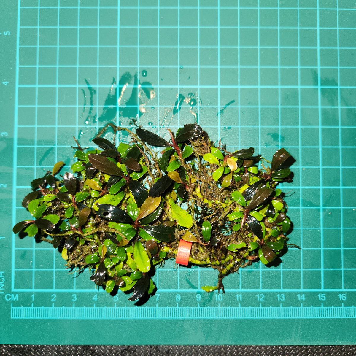 Bucephalandra - Lana Melano – Nicks Aquatics